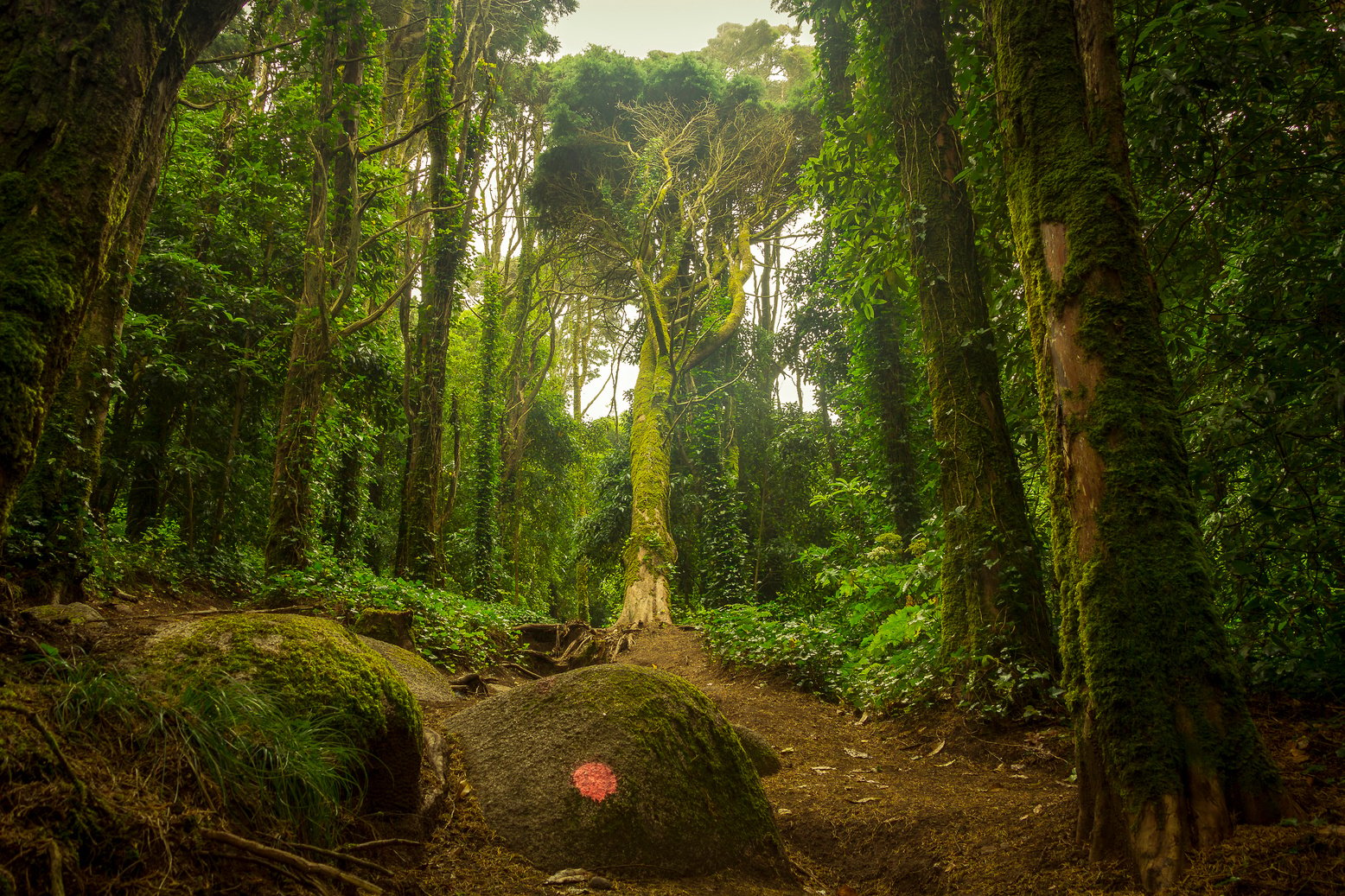 a path through a forest with large rocks and mossy trees. Sintra, Portugal.

Portugal Trip; Travel Planner; 3Day Trip Plan; Photography